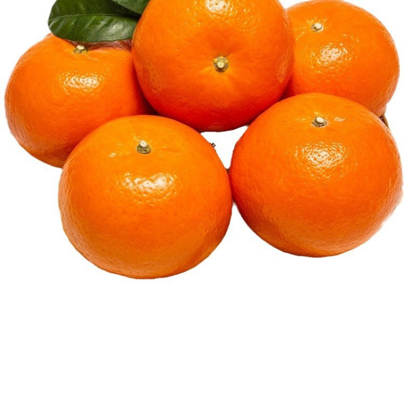 1.5kg - 상업용 과일(과일 직경 75mm 이상, 상업용 품질, 더 크고 달콤함)