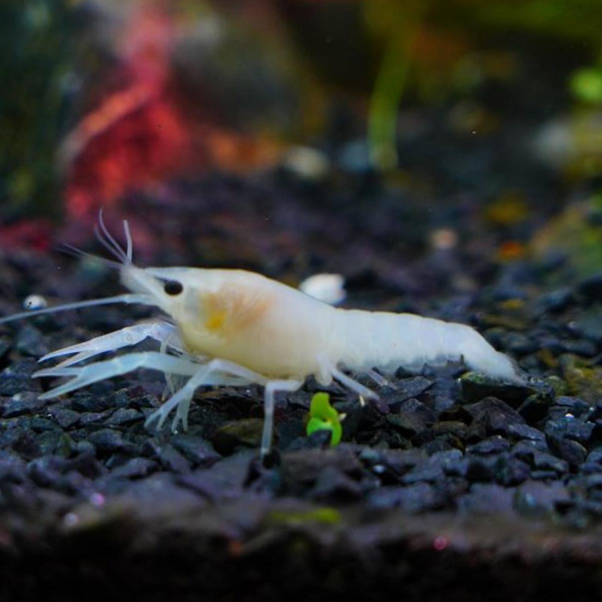 天空观赏虾活体蓝魔包邮虾水族苗满小龙虾鳌红白大型淡水宠物虾