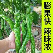 螺丝椒种苗薄皮尖椒杂交高产香辣特大螺丝王脆皮辣椒地栽四季蔬菜