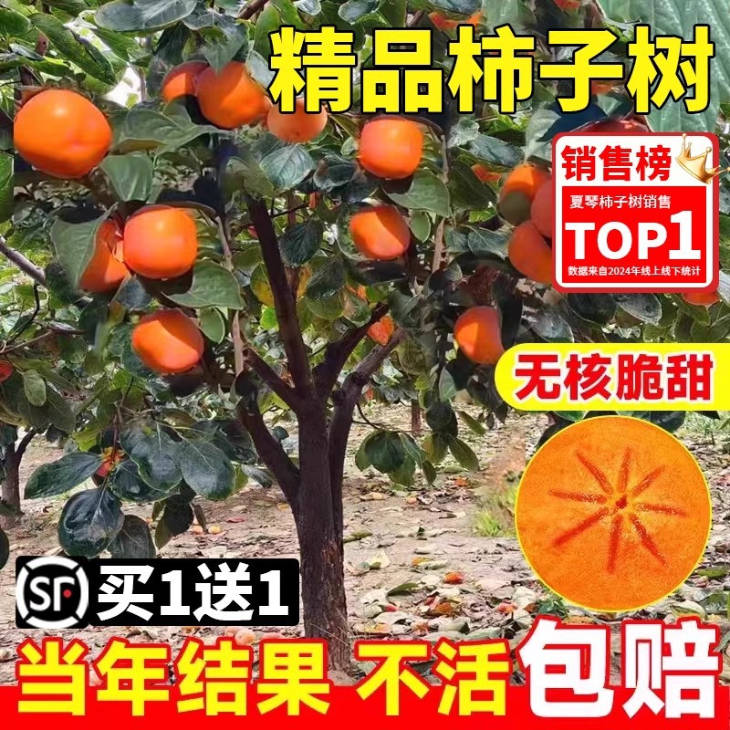 柿子苗树脆甜柿无核柿南北方种植特大庭院地栽当年结果柿子树果苗