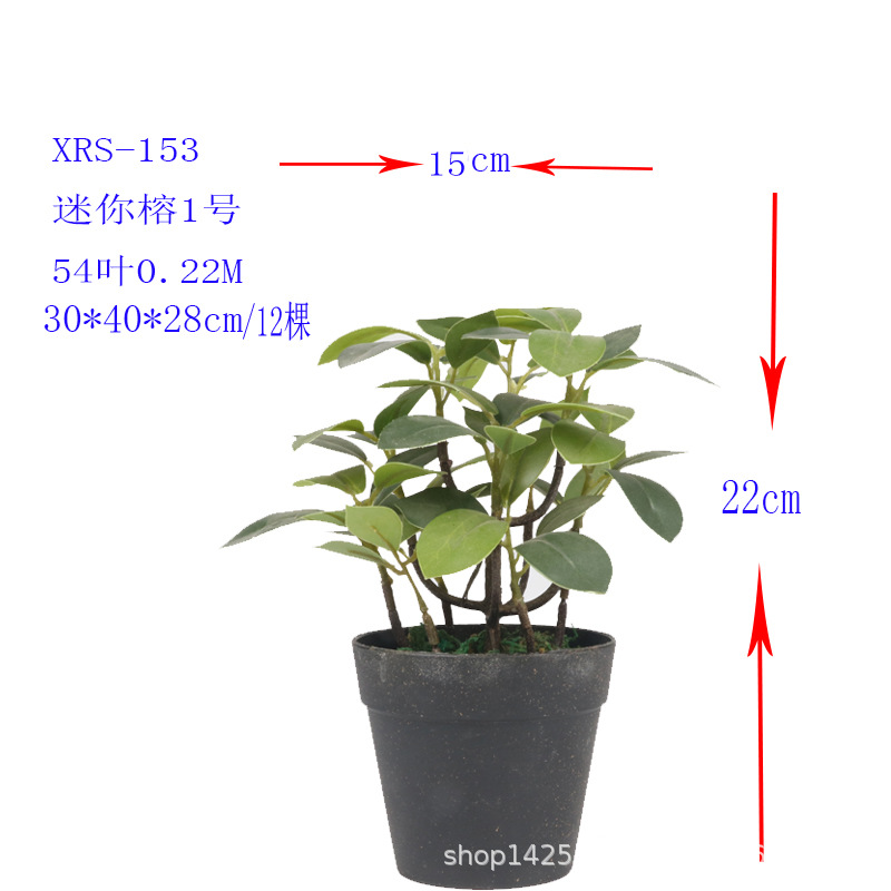 XRS-153 迷你榕叶1号盆栽54叶0.22米1.jpg