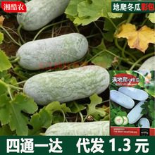 满地爬小冬瓜种子冬瓜种子毛节瓜小冬瓜四季春天高产盆栽蔬菜种子