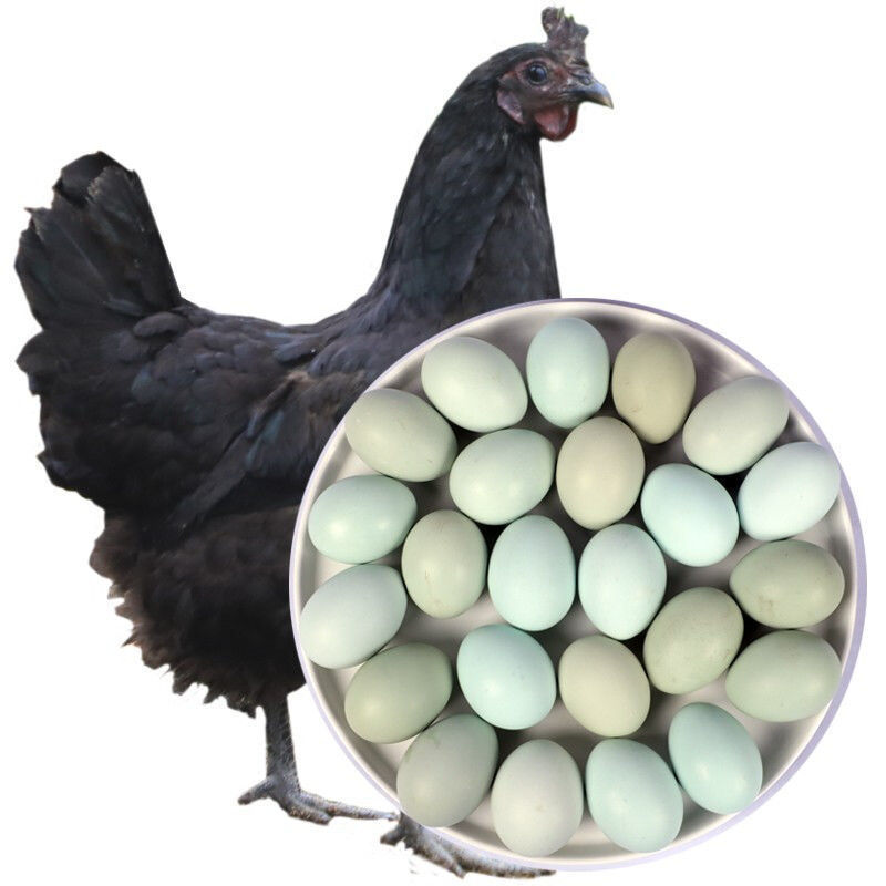 Ukrainian eggs wholesale Farm Backyard free range eggs fresh pregnant woman The month baby old age egg Full container