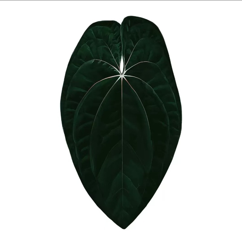 植物の魔法】熱帯の珍しい植物のアイデアの緑の植物の冷蔵庫は緑の植物の装飾の植物のシリーズの冷蔵庫を貼って貼ります。|undefined