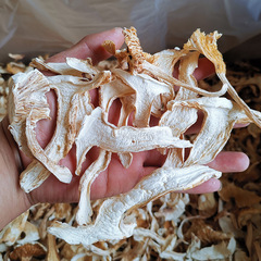 Dried Peeling Pseudomonas aeruginosa - Seasonal New Pseudomonas aeruginosa - Yunnan Specialty - Edible Mushroom Wholesale - Direct from the Origin