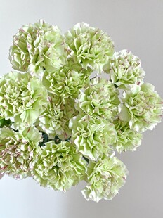 Carnation Flowers Yunnan Base Straight Hair Goddess Day Mother's Day Teacher's Day Exclusive Gift to Elders Water-Raised Fresh Cut Flowers