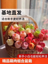 山地玫瑰多肉植物盆栽精品室内桌面绿植好养玉露客厅熊童子易活