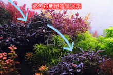 ������ˮ�şo�������̼�������{�ݸ׳�ľ�쾰����ˮ����������