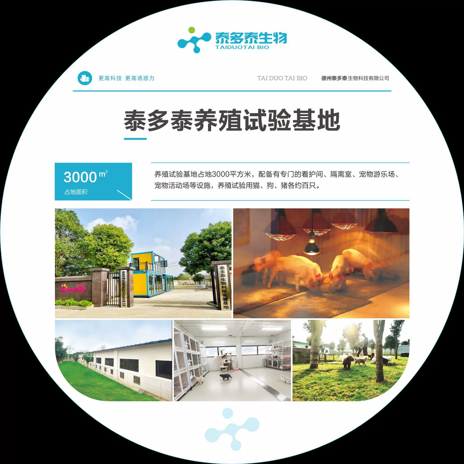 Куриный кишечный протеиновый порошок