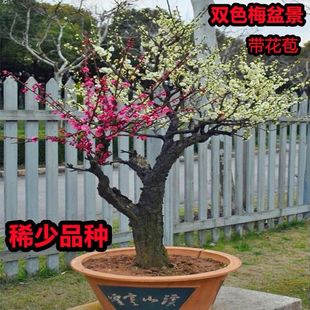 ����÷���辰���pɫ÷�����t÷�Ͱ���֦÷�G÷÷���䘶��������