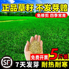 狗牙根马尼拉草坪草籽四季常青边坡绿化草种子护坡固土黑麦草种子