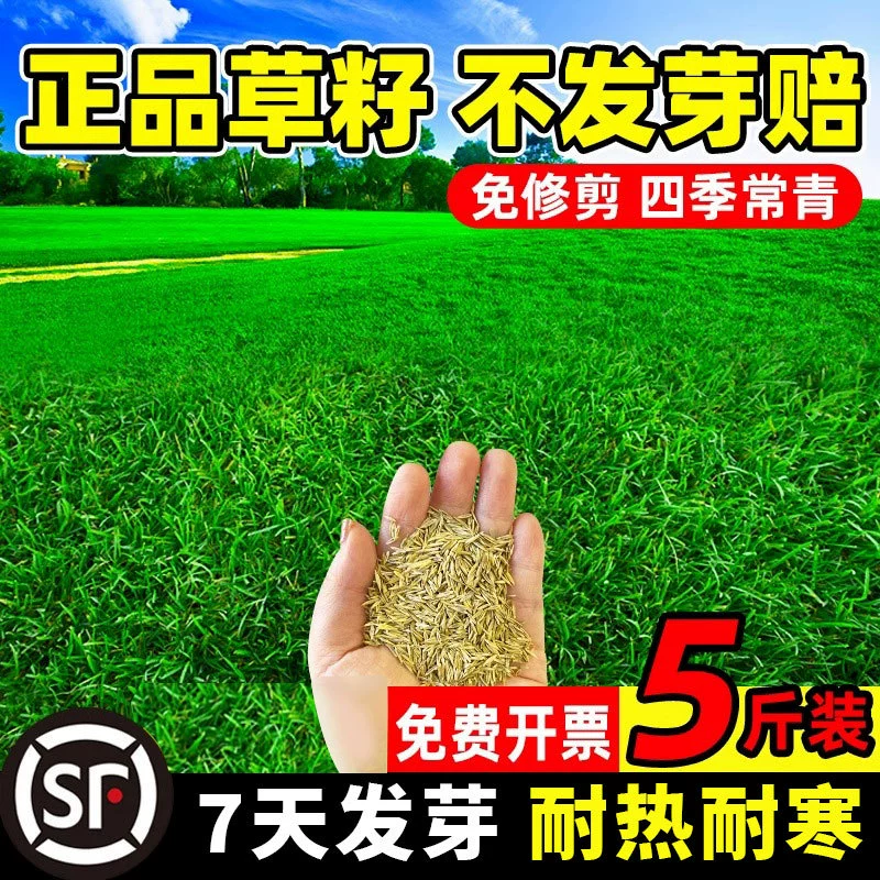 Семена газонной травы для всех сезонов, вечнозеленая защита склонов, корень собачьего зуба, газон для защиты склонов во дворе Манилы, семена зеленой ржаной травы