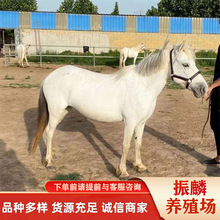 ���BС���R���w���a�R ���ﰫ�R��ʲô �����H�Bֳ ���^���U�r��