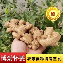 焦作博爱怀姜500克食用生姜清化姜上庄怀姜糖膏原料散装批发代发