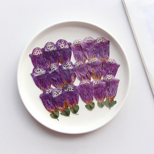 Dried Foxalis Flower Embossed Jewelry Aromatherapy Candle DIY Handmade Dropping Glue Photo Frame Plant Specimen Flower Material