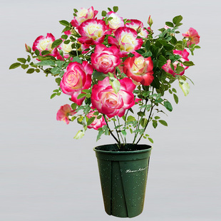 Fragrant Rose Flower Seedling Potted Red Double Happiness Courtyard Balcony Extra Large Flower All Year Round Florals Green Plant Perfume Rose