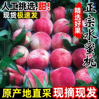 河北唐山春雪水蜜桃当季新鲜水果现摘脆甜多汁桃子头茬水蜜桃代发