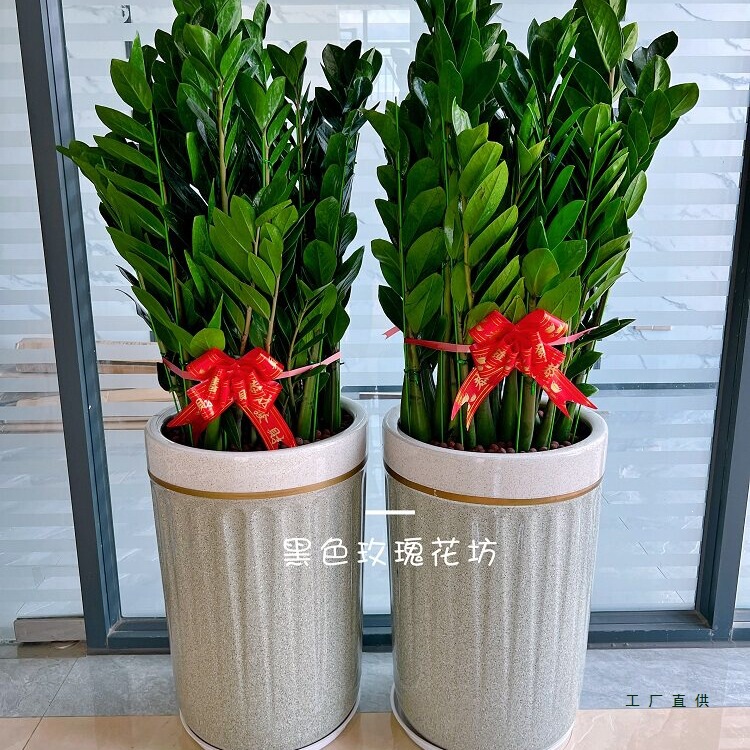 Shenzhen Money Tree Potted Green Plant Money Tree Indoor Company Opening Housewarming Gift Office Large Plant Shenzhen Money Tree Potted Green Plant Money Tree Indoor Company Opening Housewarming Gift Office Large Plant