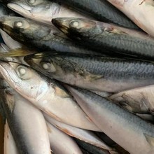 批發冷凍鯖魚 鯖花魚 片凍 出口海產品 圍網
