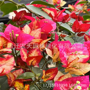 Courtyard Greening Indoor Potted Double-Petaled Manila Bougainvillea Seedlings Climbing Vine Seedlings Balcony Climbing Vines Blooming in All Seasons