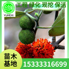 l絗MСBιiţ~пһ̖ϱNֲ