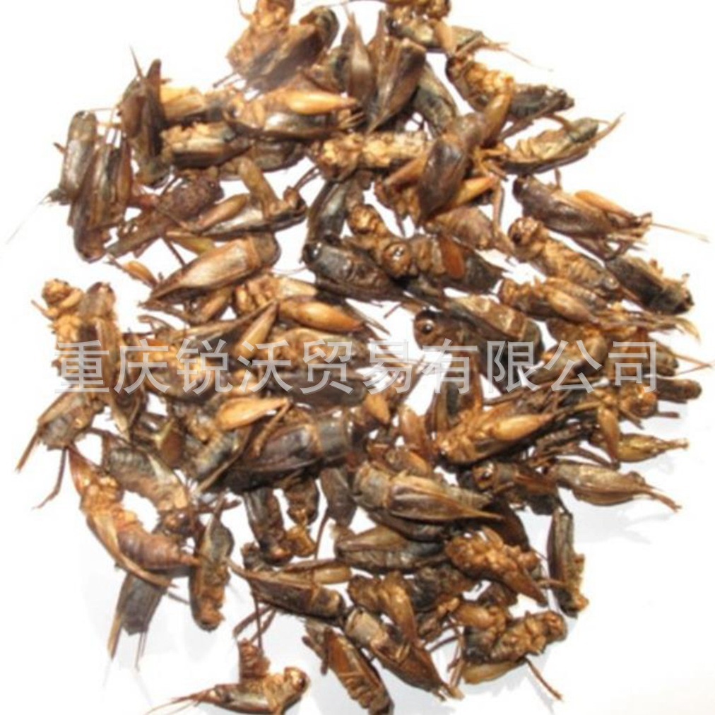 1公斤散装干品蟋蟀个子 蟋蟀粉 干蛐蛐 干蟋蟀
