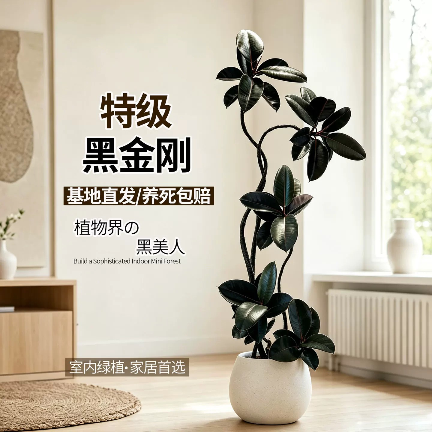 Black Diamond Rubber Tree Potted Plant for Living Room, Large Indoor Green Plant, Easy to Care for All Year Round, Suitable for Balcony and Office, High-End Plant