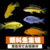 Snapper 3-4cm mixed with 5 pieces