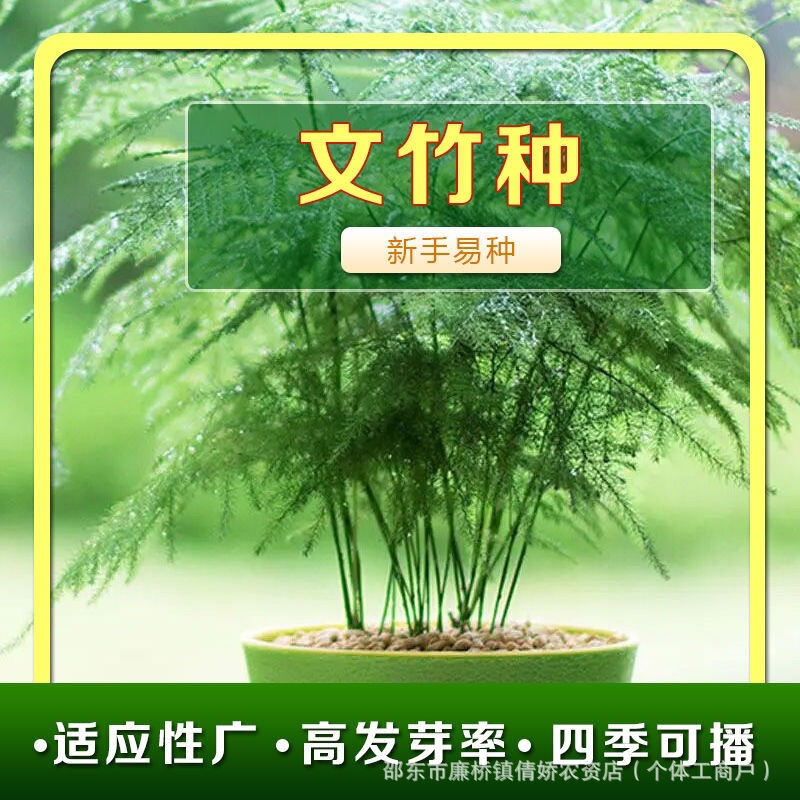 Asparagus Seeds Asparagus Potted Balcony Indoor Planting Outdoor Cold-Resistant Flower Seeds Asparagus Seeds All Year Round Courtyard New Planting
