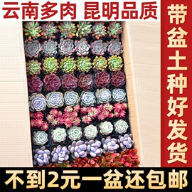 仙人掌及多肉;营养液