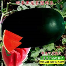 无籽黑皮西瓜种子特大高产甜早熟薄皮四季播水果黑皮巨型西瓜种子