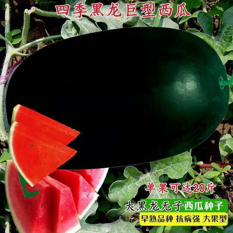 无籽黑皮西瓜种子特大高产甜早熟薄皮四季播水果黑皮巨型西瓜种子