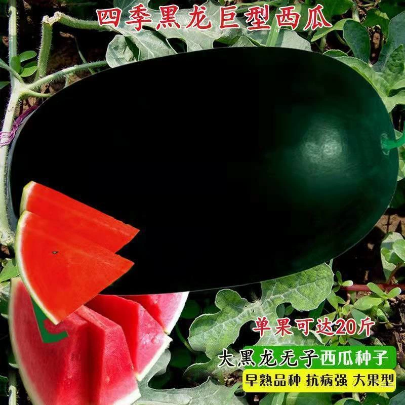 Семена арбуза без косточек Черная кожа Сверхвысокая урожайность Сладкая тонкая кожа ранней зрелости Четыре сезонных посева Фрукты Черная кожа Гигантские семена арбуза