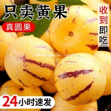 人参果新鲜水果云南石林黄心圆果树上熟七彩人叁果应当季整箱包邮