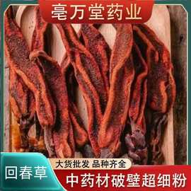 回春草顶天柱男性泡茶泡酒配方云南新货煲汤不老草回春草粉