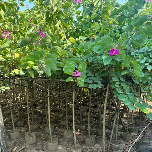 �V�|��������t�����G�����G��׻���ױ��b��m���G�@�ֆ�ľ