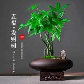 盆栽;其他园林资材;栽培基质