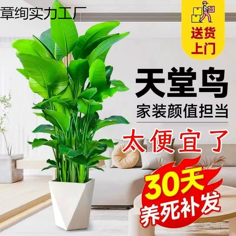 Птица рая, стрелитция, популярное скандинавское комнатное растение для гостиной, большой зеленый горшечный цветок, подарок для офиса, крупные листья, удаляет формальдегид