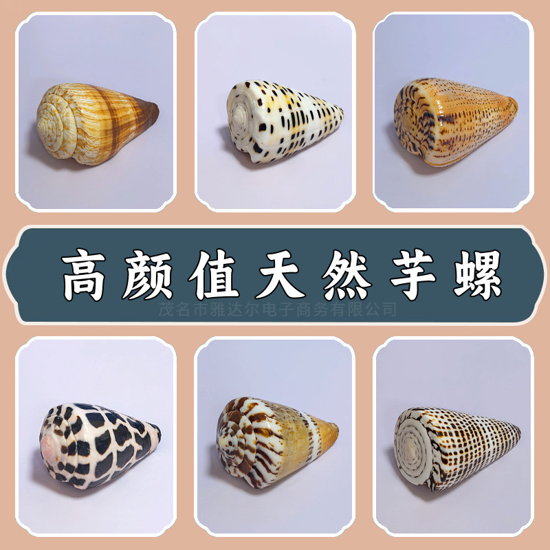 天然海螺贝壳混装芋螺鱼缸水族造景地中海风格家居橱窗装饰摆件|undefined