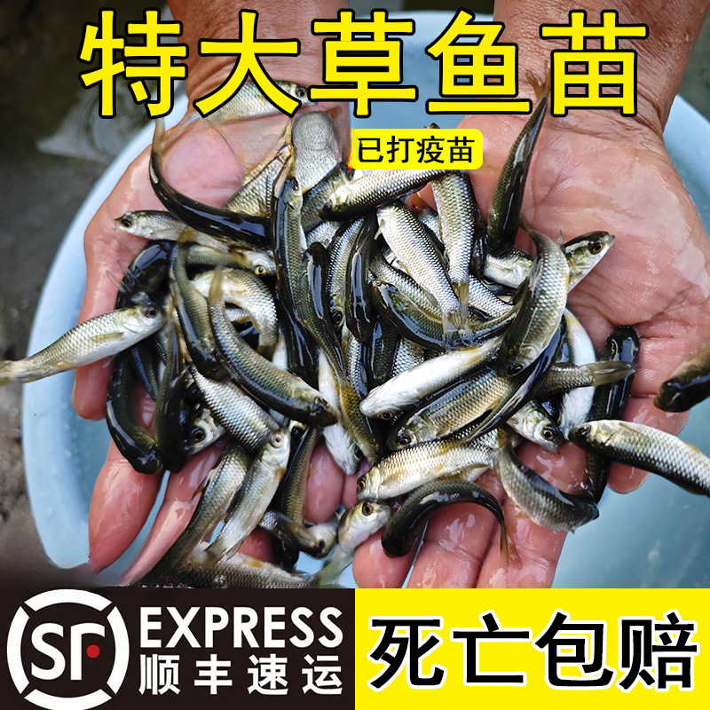 Pequeño alevín de hierba gran carne crujiente, alevín de hierba pequeña, alevín de hierba de agua dulce, alevín de hierba de Anhui, alevín de hierba de cuatro grandes al por mayor.