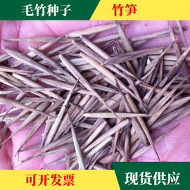 批发毛竹种子大青竹大竹笋种子竹子种子竹竿种子大空心竹种子