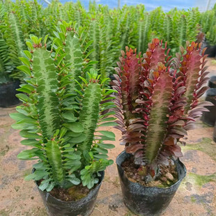 New Succulent Plant Brazilian Green and Red Keel Indoor Living Room Balcony Radiation-Proof Prosperous House Easy to Grow Cactus Potted Plant