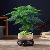 Bamboo potted plant office office office hydroponic living room lazy small green plant flower big full bonsai four seasons evergreen
