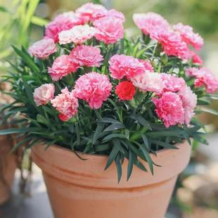 Carnation Potted Flower Seedlings with Buds Indoor Balcony Green Plants Easy to Feed All Year Round Blooming Azalea Flower Saplings