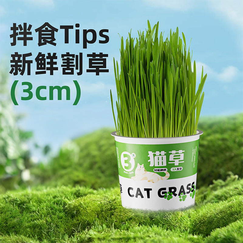 懒人猫草猫咪罐头宠物猫草水培无土去毛球助消化零食泡面猫草盒子