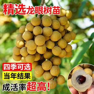 ���ۘ��m�޽�����ˮ�����烦�����Aʯ���Ϸ��ļ��Nֲ���Ԯ���Y��