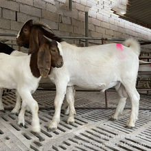 ����ɽ������һֻ 2-3���µĸ���F�� �Ų������Bֳ��