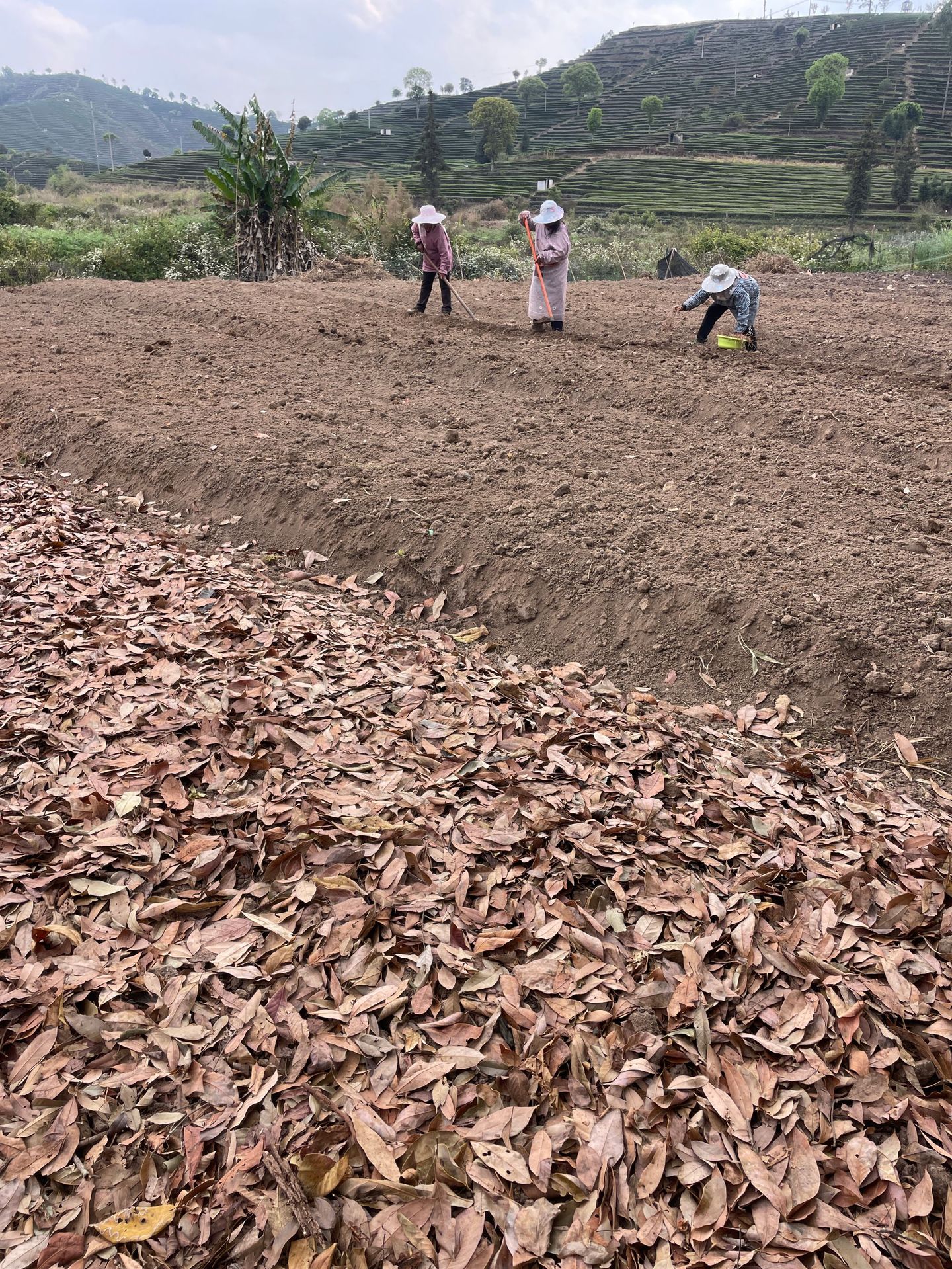 鱼腥草种植 (1).JPG