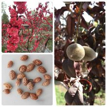 ��ľ�N�����~�ҷN���Ҙ�N�Ӽt�~���ҷN���ļ�ͥԺ�G���N��