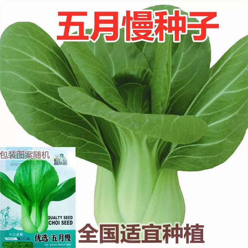Может Медленно Китайские Семена Капусты Апрель Медленно Китайская Капуста Семена Большие Широкие Листья Холодостойкие Четыре Сезона Семена Овощных Семена